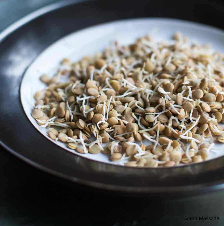 Lentilles germées